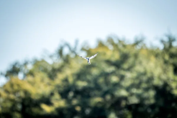 Flygande Pied kingfisher i Kruger. — Stockfoto