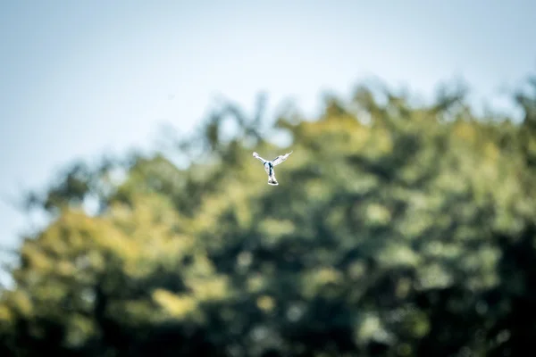 Fliegender Ratteneisvogel im Kruger. — Stockfoto