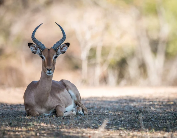 Impala yaciendo en el Kruger . —  Fotos de Stock