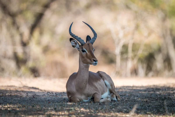 Impala yaciendo en el Kruger . —  Fotos de Stock