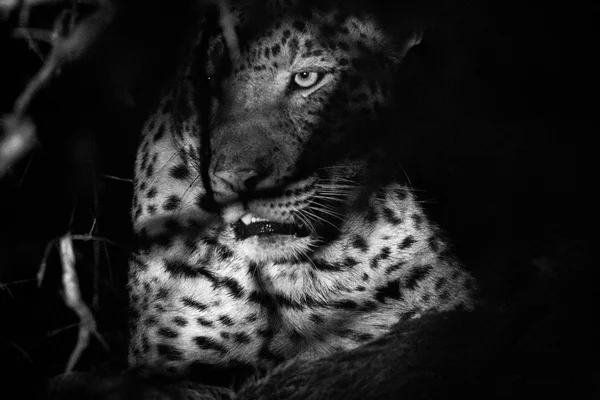 Ein Leopard im Gebüsch in schwarz-weiß. — Stockfoto
