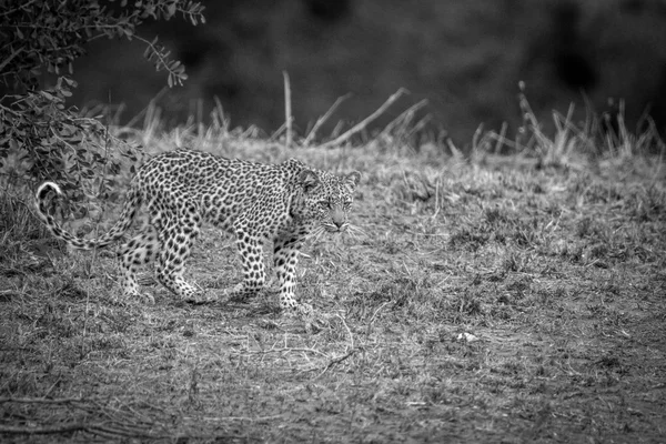A Leopard walking in black and white in the Kruger. — Stock Photo, Image
