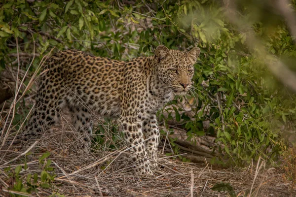 Kruger içinde bakmak genç bir leopar. — Stok fotoğraf