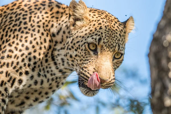 Un léopard se lèche dans le Kruger . — Photo