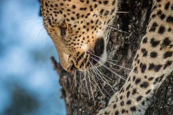 A close up of a Leopard going down a tree. — Stock Photo, Image