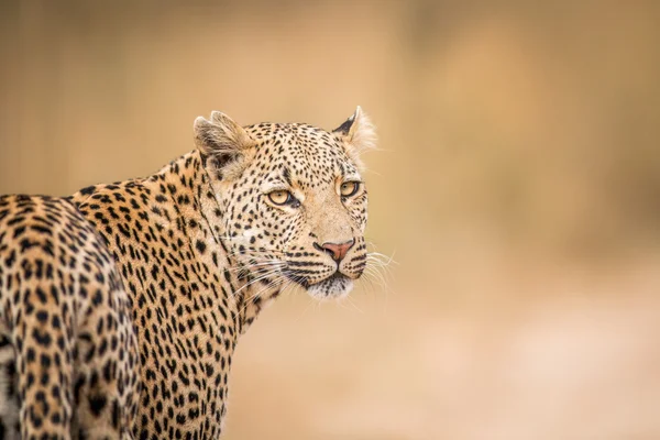 Um leopardo olhando para trás no Kruger . — Fotografia de Stock