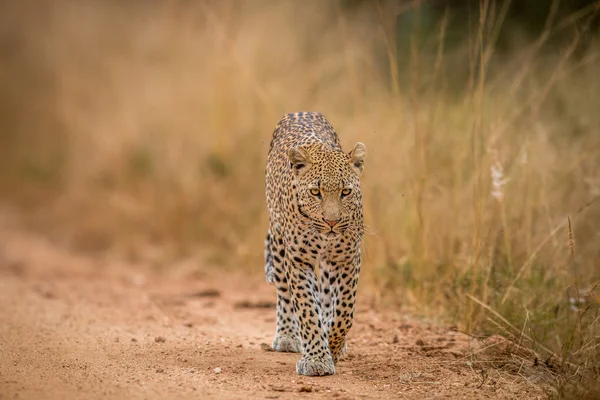 Un leopardo caminando hacia la cámara en el Kruger . — Foto de Stock