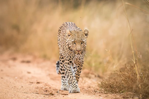 Egy leopárd gyaloglás felé a kamera a Kruger. — Stock Fotó