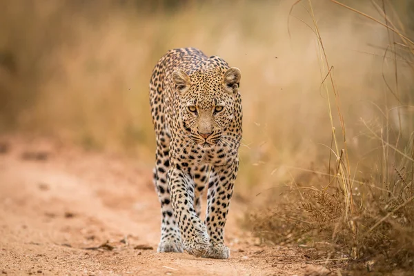 Egy leopárd gyaloglás felé a kamera a Kruger. — Stock Fotó