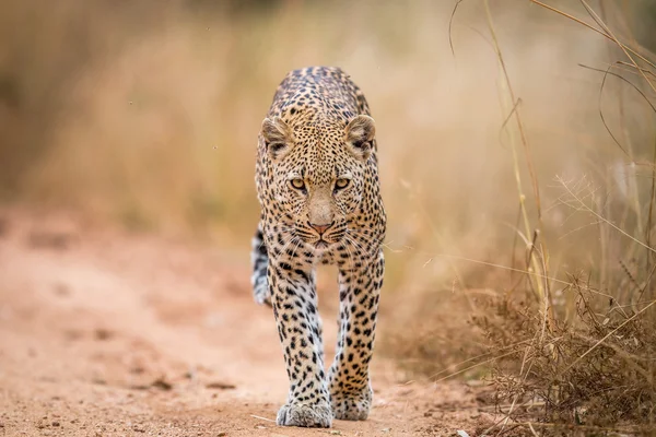 Um leopardo caminhando em direção à câmera no Kruger . — Fotografia de Stock