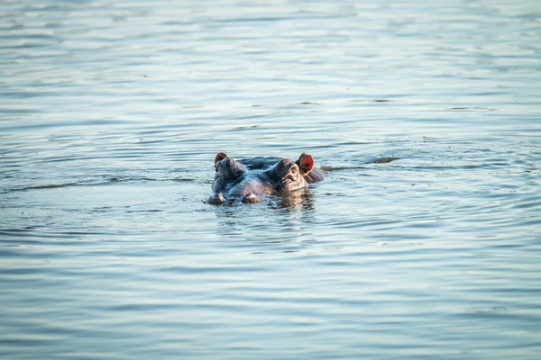 En flodhäst som topp ur vattnet i Kruger. — Stockfoto