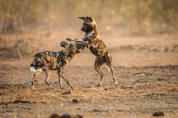Jogando cães selvagens africanos no Kruger . — Fotografia de Stock
