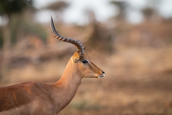 Perfil lateral de um Impala no Kruger . — Fotografia de Stock