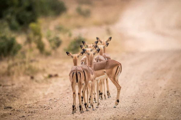 Skupina ženské impaly hrají zezadu v kruger. — Stock fotografie