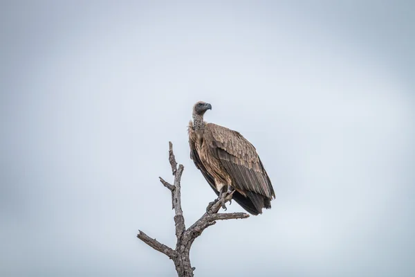 Buitre de espalda blanca sentado en una rama en el Kruger . — Foto de Stock