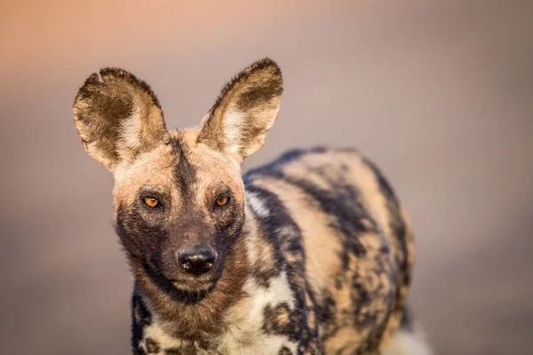 Met in de hoofdrollen Afrikaanse wilde hond in het Kruger. — Stockfoto