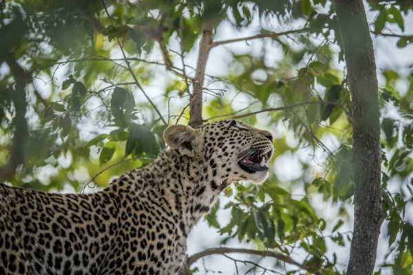 En Leopard som tittar upp i ett träd i Kruger. Stockbild