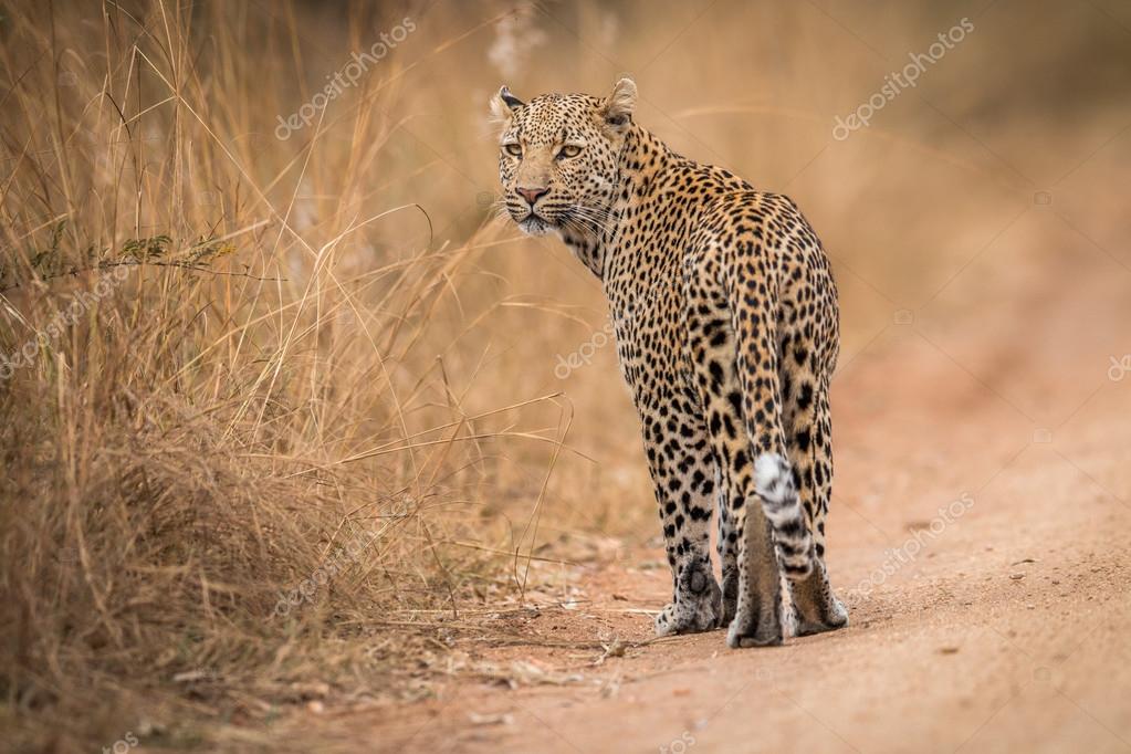A Leopard looking back in the Kruger. Stock Photo by