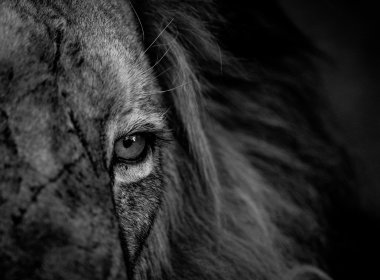 Bir aslan göz siyah beyaz Kruger yakın çekim.