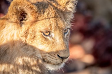 Kruger yıldızı aslan yavrusu.
