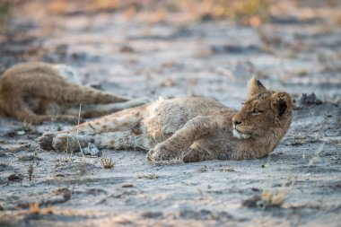 Kruger bırakmasını aslan yavrusu.