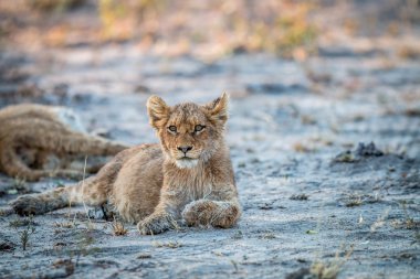 Kruger bırakmasını aslan yavrusu.