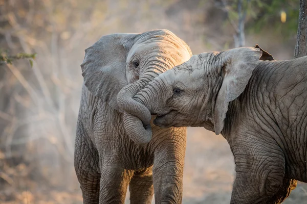 Elefantes jugando en el Kruger . — Foto de Stock