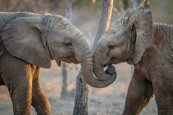 Elephants playing in the Kruger. — Stock Photo, Image