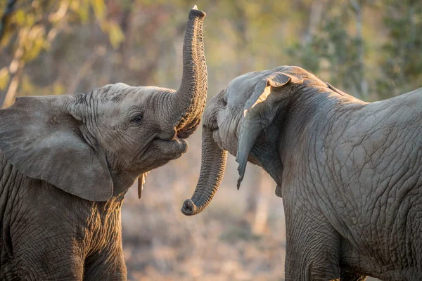 Слони гра на Крюгер. — стокове фото