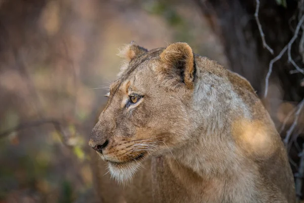 Perfil lateral de um Leão no Kruger . — Fotografia de Stock