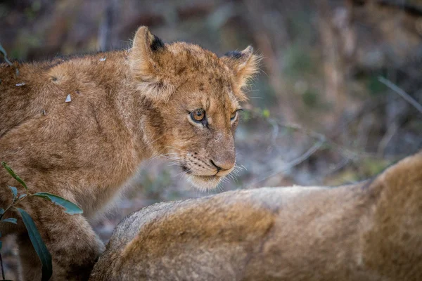 Perfil lateral de um filhote de leão no Kruger . — Fotografia de Stock
