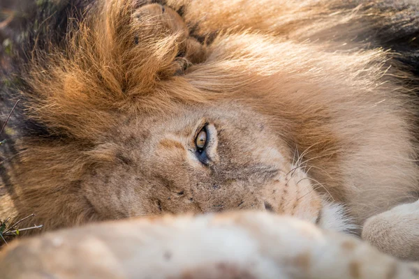 Sleeping Lion in the Kruger. — Stock Photo, Image