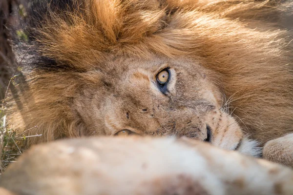 Schlafender Löwe im Kruger. — Stockfoto