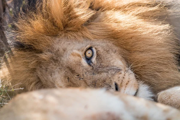 Schlafender Löwe im Kruger. — Stockfoto