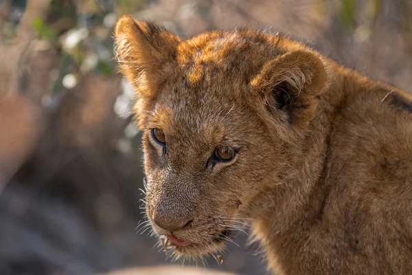 Filhote de leão olhando para baixo no Kruger . — Fotografia de Stock