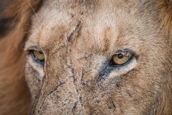 Närbild på Lion eyes i Kruger. — Stockfoto