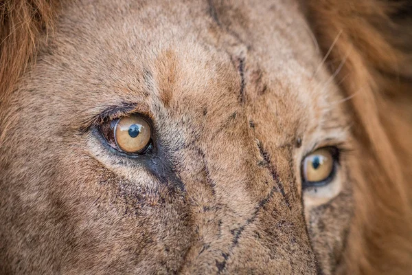 Fechar os olhos do Leão no Kruger . — Fotografia de Stock