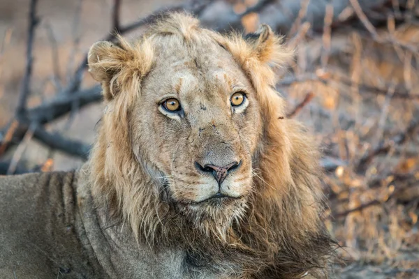 Lew wystąpili w Kruger. — Zdjęcie stockowe