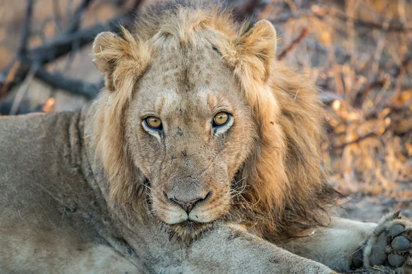 Ein Löwe in der Kruger. — Stockfoto