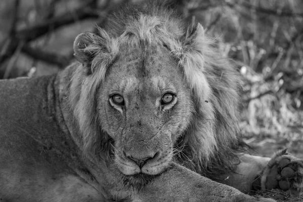 Com Leão em preto e branco no Kruger . — Fotografia de Stock