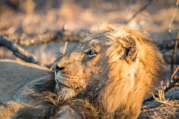 Profil latéral d'un Lion mâle dans le Kruger . — Photo