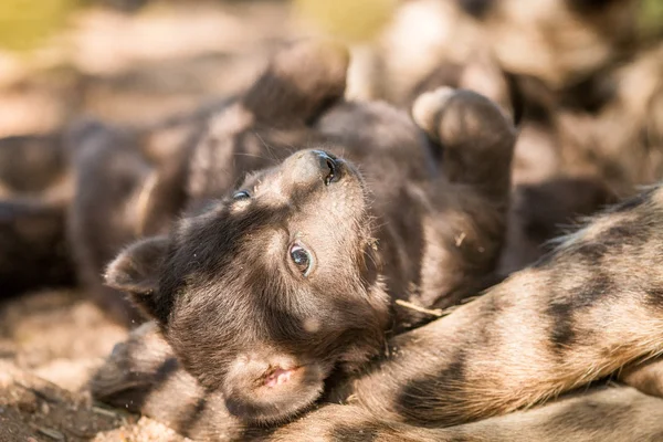 Spotted hyena pup in the Kruger National Park. — Stock Photo, Image