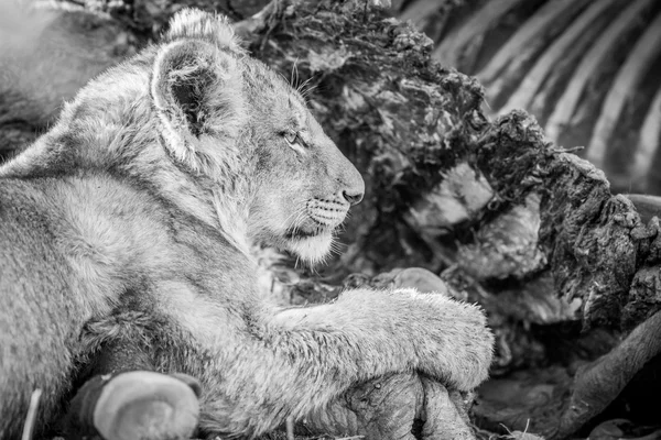Pojídání mládě lva v černé a bílé v Kruger. — Stock fotografie