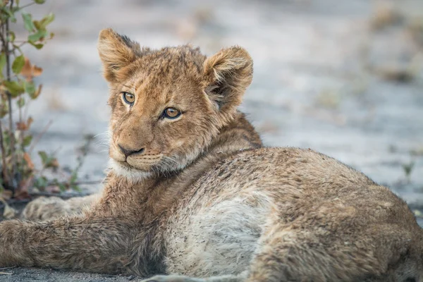 Lion cub laying down in the Kruger. — Stock Photo, Image