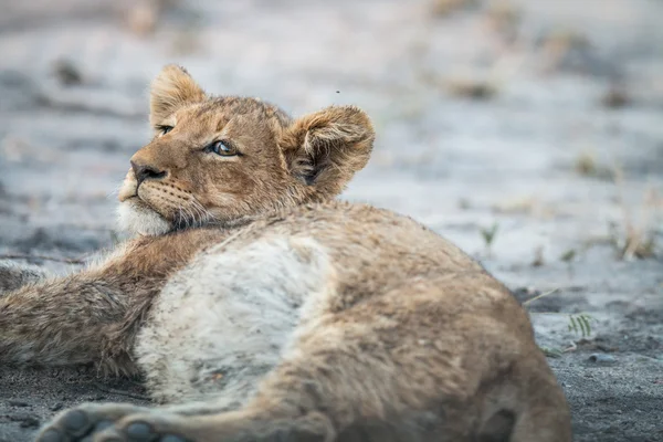 Filhote de leão deitado no Kruger . — Fotografia de Stock