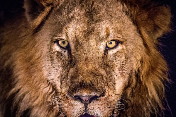 Kruger spot yıldızı aslan. — Stok fotoğraf