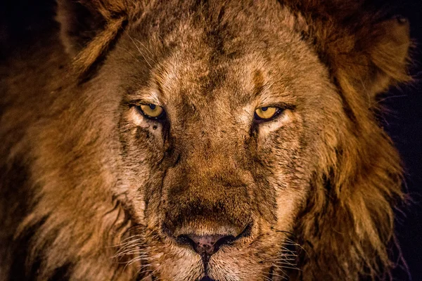 Starring Lion in the spotlight in the Kruger. — Stock Photo, Image