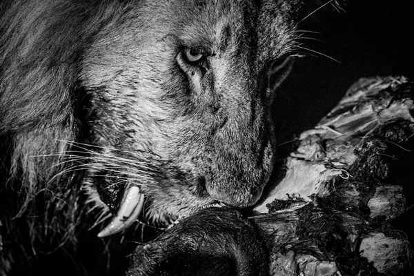 Eating Lion in black and white in the Kruger. — Stock Photo, Image