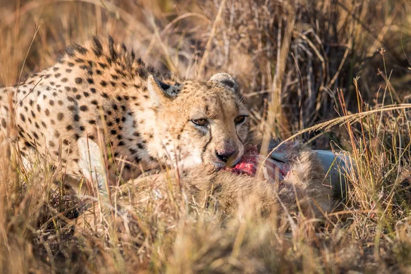 Cheetah comendo um reedbuck comum no Kruger . — Fotografia de Stock