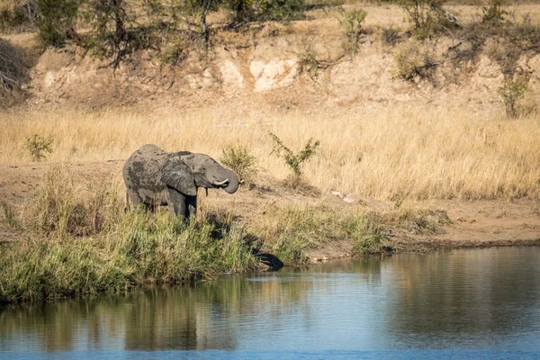 Elefánt ivóvíz egy gát Kruger. — Stock Fotó